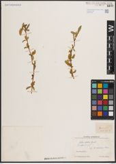 Foto von Salix excelsa S. G. Gmel.